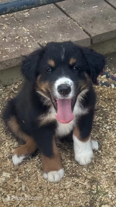 #10 Winston – Miniature Australian Shepherd puppy for sale in Fresno, OH
