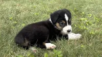 #6 Finn, a male Miniature Australian Shepherd for sale in Fresno, OH – 4 of 9