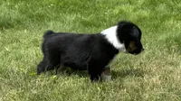 #11 Hank, a male Miniature Australian Shepherd for sale in Fresno, OH – 4 of 8