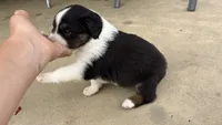 #7 Black Tri Male, a male Miniature Australian Shepherd for sale in Fresno, OH – 4 of 10