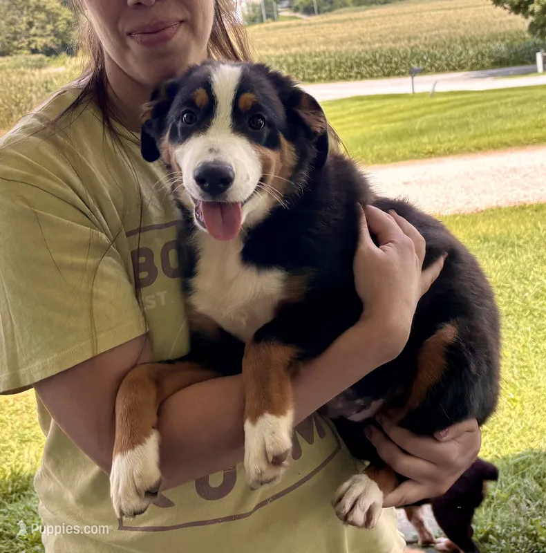 Gus – Miniature Australian Shepherd puppy for sale in Fresno, OH