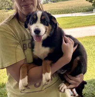 Gus, a male Miniature Australian Shepherd for sale in Fresno, OH – 1 of 8