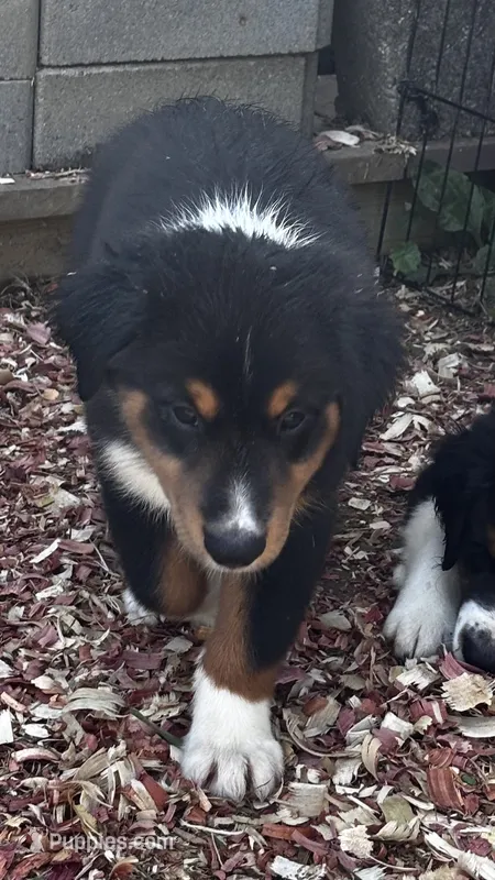 Sam – Miniature Australian Shepherd puppy for sale in Fresno, OH