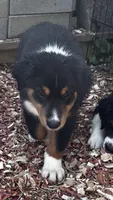 Sam, a male Miniature Australian Shepherd for sale in Fresno, OH – 1 of 6