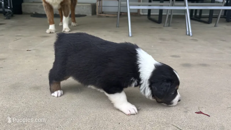 #7 Black Tri Male – Miniature Australian Shepherd puppy for sale in Fresno, OH