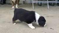 #7 Black Tri Male, a male Miniature Australian Shepherd for sale in Fresno, OH – 6 of 10