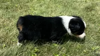 #1 Sadie, a female Miniature Australian Shepherd for sale in Fresno, OH – 6 of 10