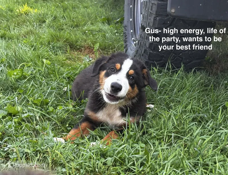#8 Gus – Miniature Australian Shepherd puppy for sale in Fresno, OH