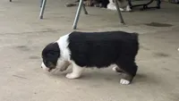 #7 Black Tri Male, a male Miniature Australian Shepherd for sale in Fresno, OH – 2 of 10