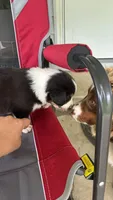 #5 Black Tri Male, a male Miniature Australian Shepherd for sale in Fresno, OH – 3 of 9