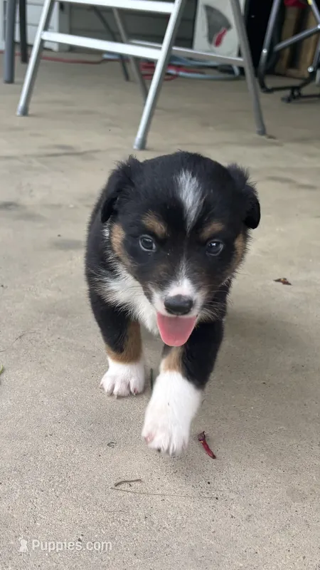 #11 Black Tri Male – Miniature Australian Shepherd puppy for sale in Fresno, OH