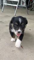 #11 Black Tri Male, a male Miniature Australian Shepherd for sale in Fresno, OH – 5 of 10