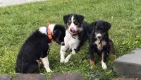Bear, a male Miniature Australian Shepherd for sale in Fresno, OH – 5 of 7