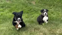 #10 Winston, a male Miniature Australian Shepherd for sale in Fresno, OH – 3 of 10