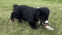#10 Winston, a male Miniature Australian Shepherd for sale in Fresno, OH – 5 of 10