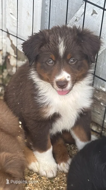 #4 Lily – Miniature Australian Shepherd puppy for sale in Fresno, OH