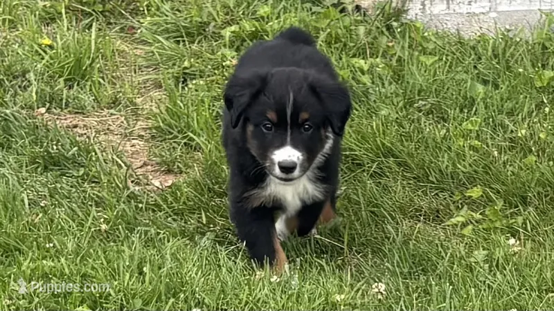 #10 Black Tri Male – Miniature Australian Shepherd puppy for sale in Fresno, OH