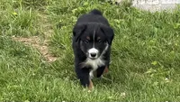 #10 Winston, a male Miniature Australian Shepherd for sale in Fresno, OH – 1 of 10