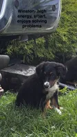 #10 Winston, a male Miniature Australian Shepherd for sale in Fresno, OH – 2 of 10
