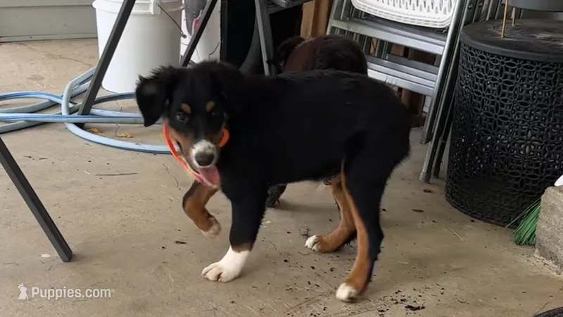 #10 Winston – Miniature Australian Shepherd puppy for sale in Fresno, OH