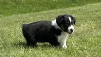 #7 Bear, a male Miniature Australian Shepherd for sale in Fresno, OH – 2 of 5