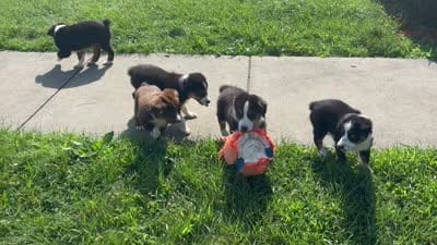 Sam, a male Miniature Australian Shepherd for sale in Fresno, OH – 5 of 6