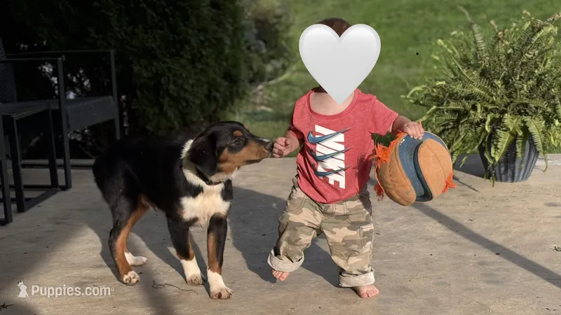 Sam – Miniature Australian Shepherd puppy for sale in Fresno, OH