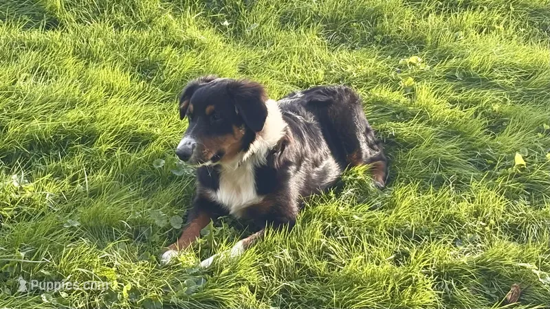Winston – Miniature Australian Shepherd puppy for sale in Fresno, OH