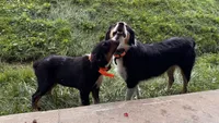 Winston, a male Miniature Australian Shepherd for sale in Fresno, OH – 7 of 7