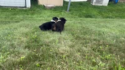 #1 Sadie, a female Miniature Australian Shepherd for sale in Fresno, OH – 8 of 10