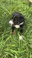 #10 Black Tri Male, a male Miniature Australian Shepherd for sale in Fresno, OH – 2 of 9
