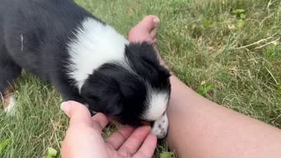 #8 Gus, a male Miniature Australian Shepherd for sale in Fresno, OH – 8 of 10