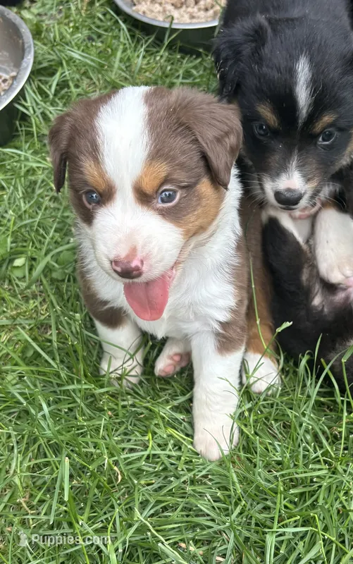 #4 Red Tri Female – Miniature Australian Shepherd puppy for sale in Fresno, OH