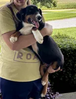 Winston, a male Miniature Australian Shepherd for sale in Fresno, OH – 4 of 7