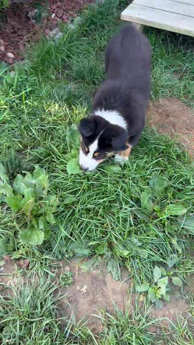 #8 Gus, a male Miniature Australian Shepherd for sale in Fresno, OH – 8 of 10