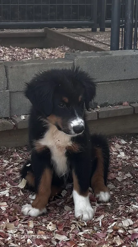 #10 Winston – Miniature Australian Shepherd puppy for sale in Fresno, OH