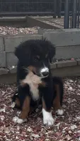 #10 Winston, a male Miniature Australian Shepherd for sale in Fresno, OH – 1 of 10