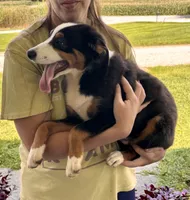 Gus, a male Miniature Australian Shepherd for sale in Fresno, OH – 2 of 8