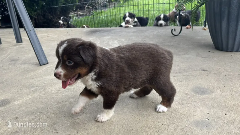 #3 Red Tri Female – Miniature Australian Shepherd puppy for sale in Fresno, OH