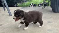 #3 Red Tri Female, a female Miniature Australian Shepherd for sale in Fresno, OH – 4 of 9