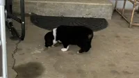 #10 Black Tri Male, a male Miniature Australian Shepherd for sale in Fresno, OH – 3 of 9
