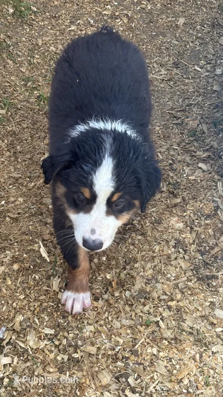 #8 Gus – Miniature Australian Shepherd puppy for sale in Fresno, OH