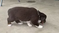 #3 Red Tri Female, a female Miniature Australian Shepherd for sale in Fresno, OH – 3 of 9