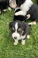 #6 Black Tri Male, a male Miniature Australian Shepherd for sale in Fresno, OH – 3 of 10