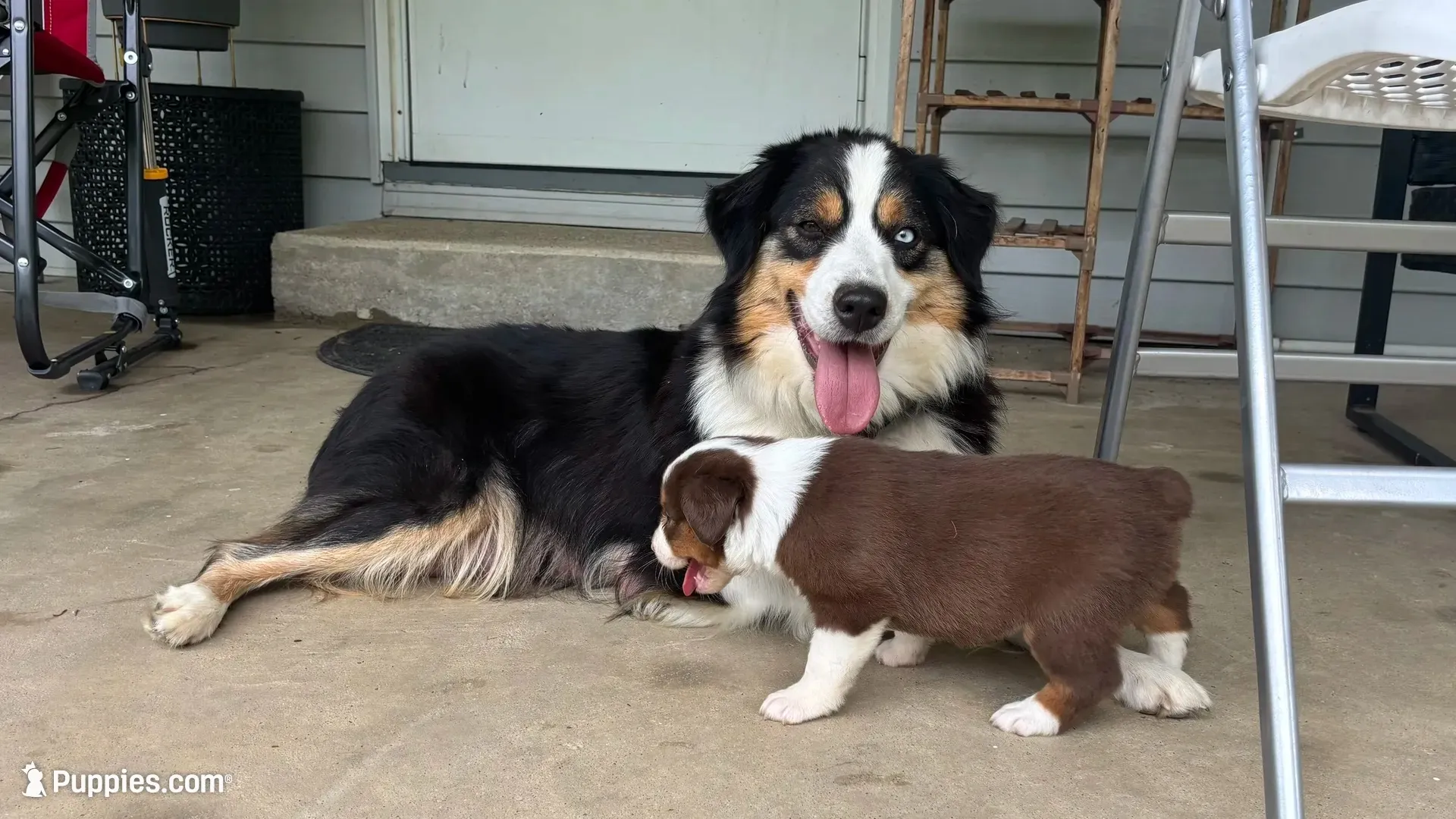 #7 Bear, a male Miniature Australian Shepherd for sale in Fresno, OH – 5 of 5