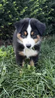 #8 Gus, a male Miniature Australian Shepherd for sale in Fresno, OH – 3 of 10