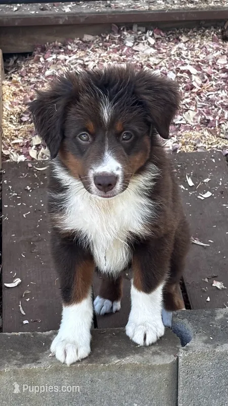 #4 Lily – Miniature Australian Shepherd puppy for sale in Fresno, OH