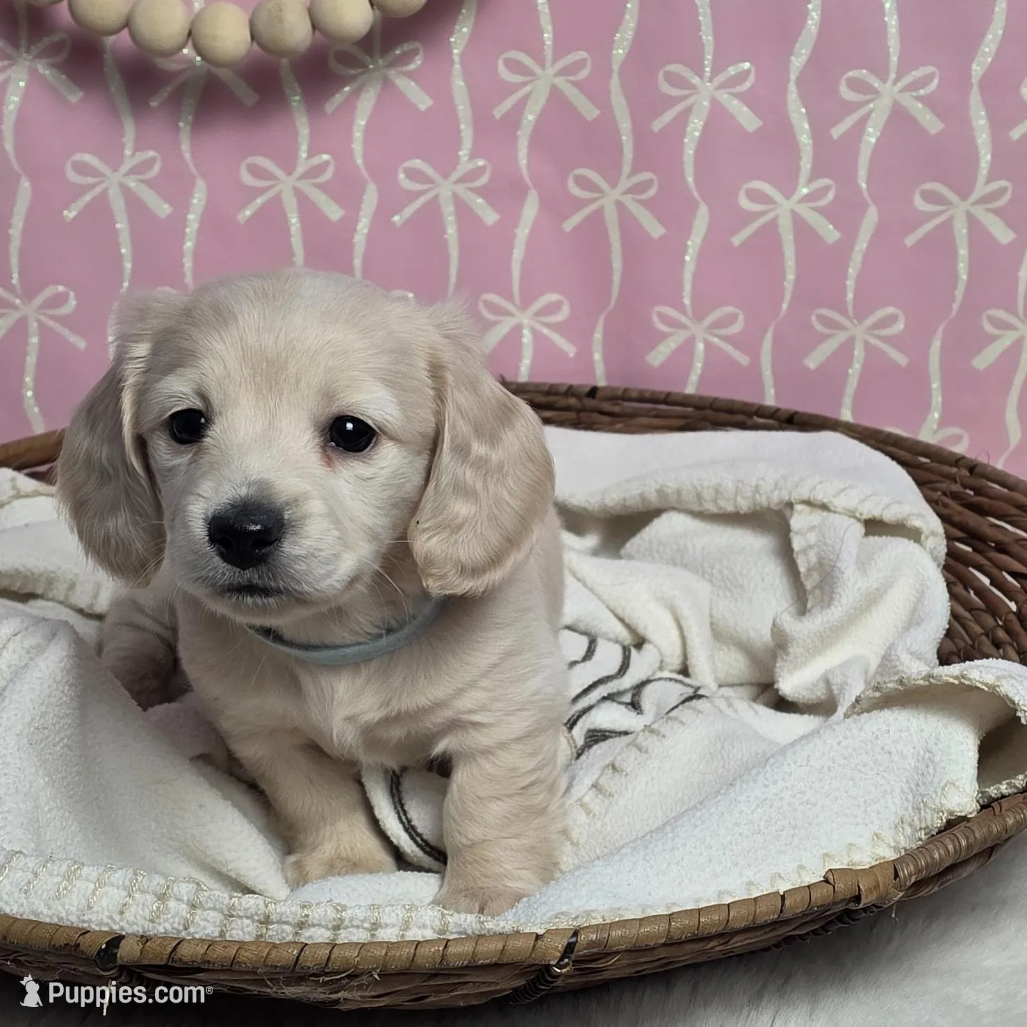Ice, a female Miniature Dachshund for sale in Strasburg, VA – Photo 2 of 2