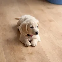 Ice, a female Miniature Dachshund for sale in Strasburg, VA – Photo 1 of 3