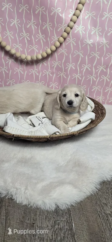 Ice, a female Miniature Dachshund for sale in Strasburg, VA – Photo 1 of 2
